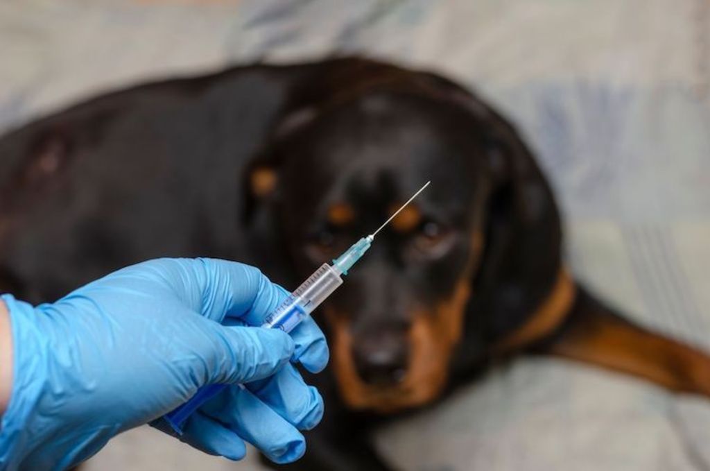 vaccination contre la rage chien
