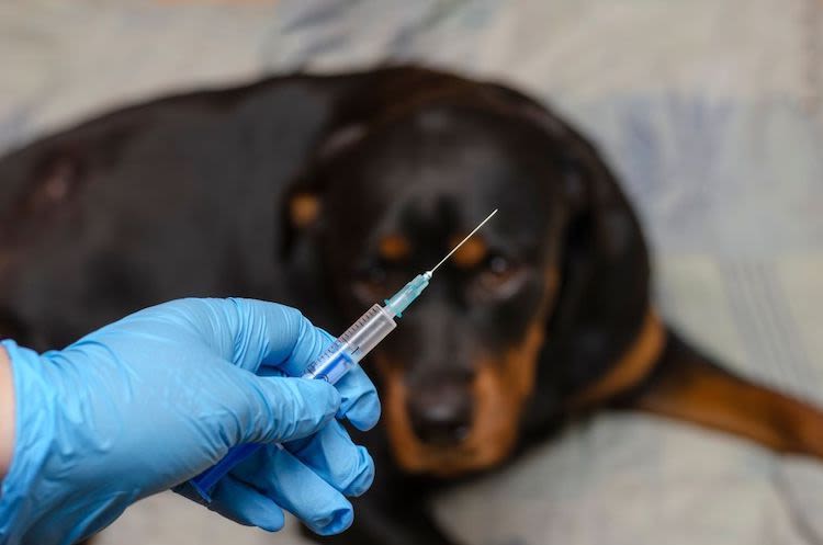 vaccination contre la rage chien
