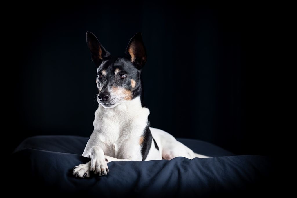 Jack Russell Terrier zit elegant binnen