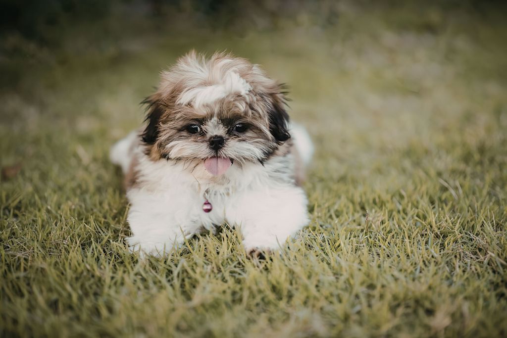 shih tzu et reverse sneezing