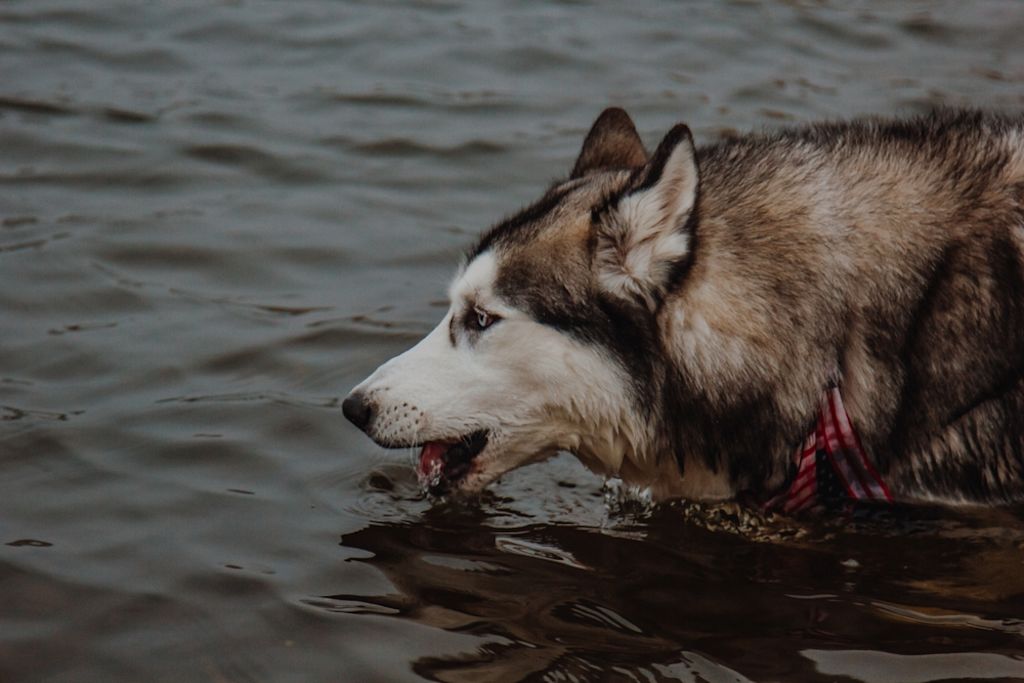 Perro bebiendo