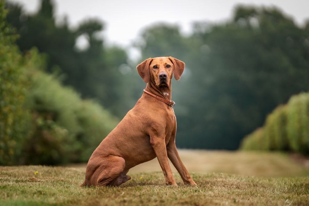 Vizsla zit trots in groene natuur