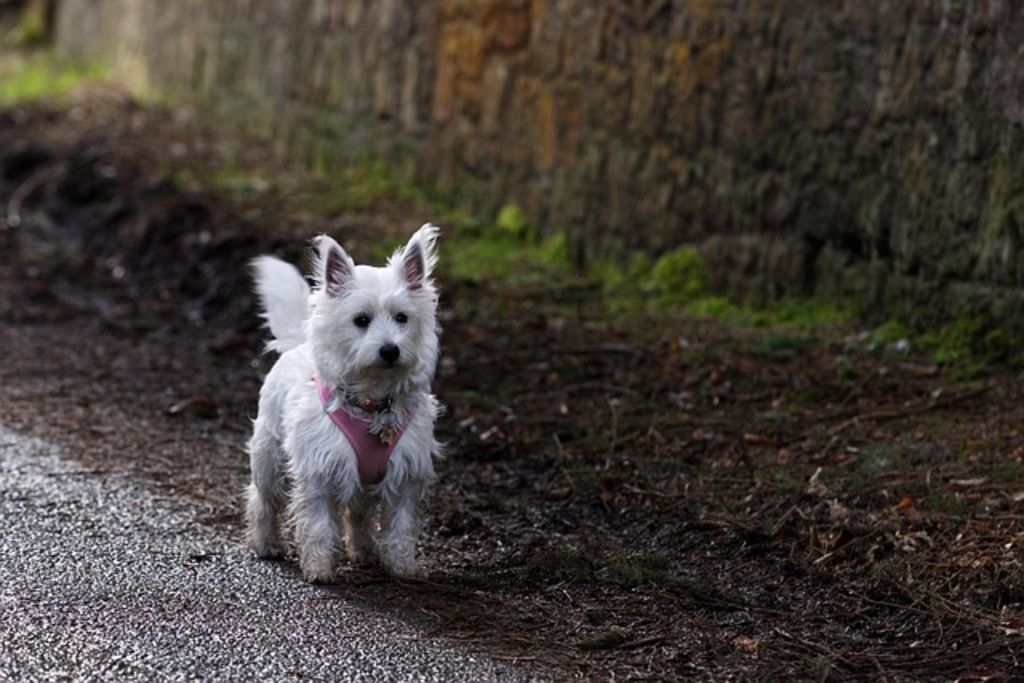 Westie adulte