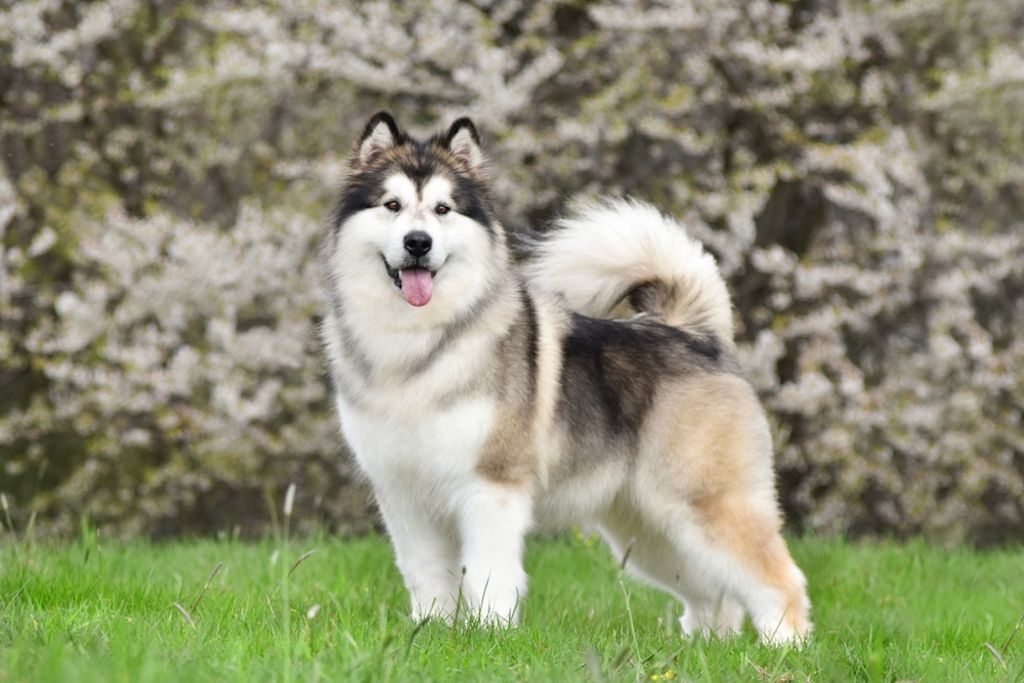 Volwassen Malamute liggend in bloemen