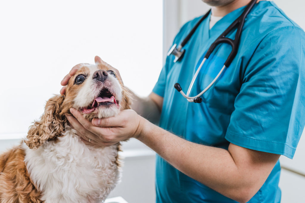 piqure abeille chien veterinaire