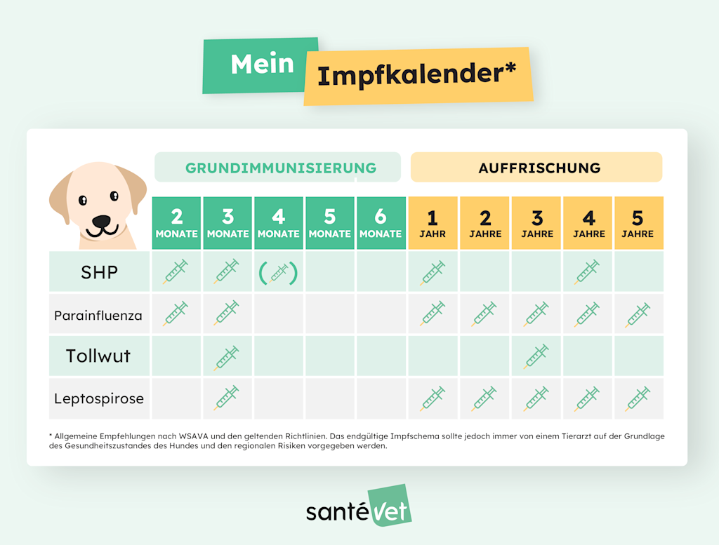 SVDE - Infographie - Calendrier Vaccination Chien