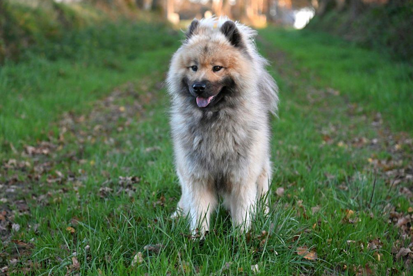 Keeshond 3