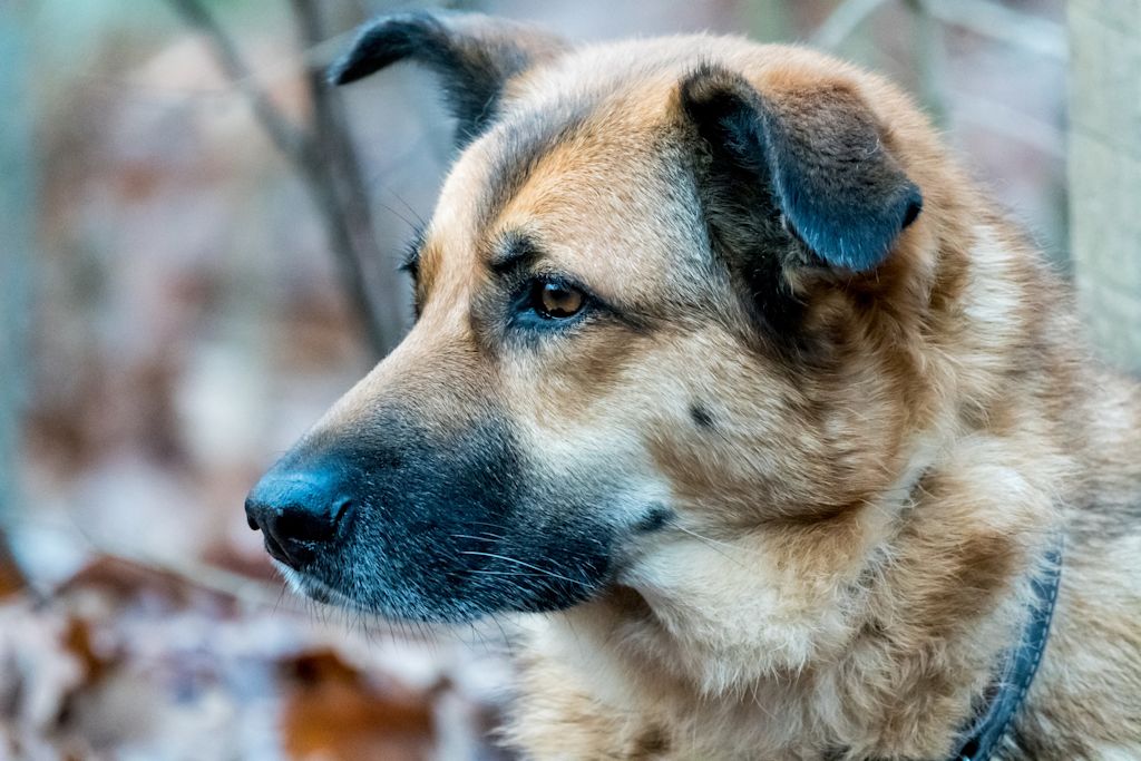 kangal machoire
