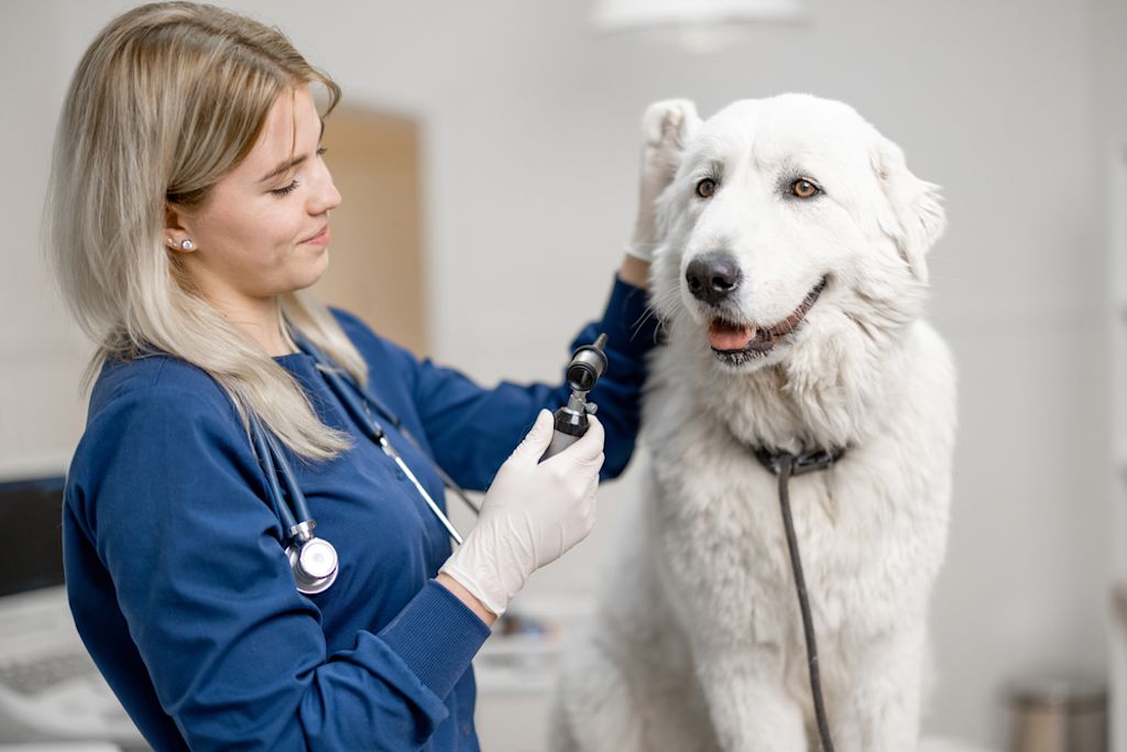 Veterinaria controlla l'orecchio di un grosso cane bianco