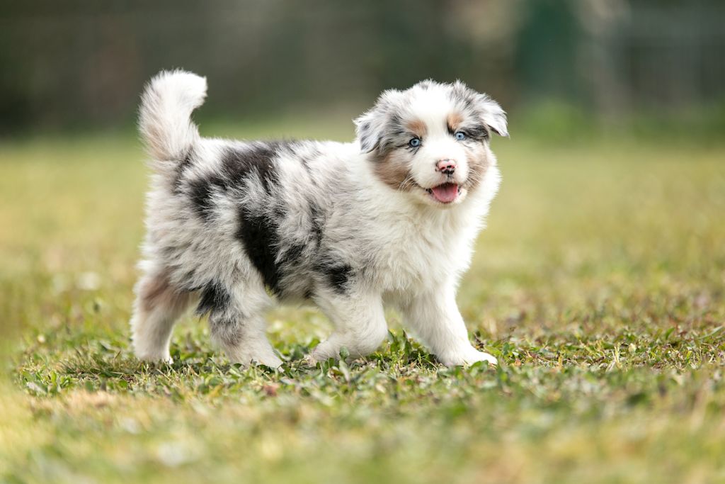 berger australien intelligent