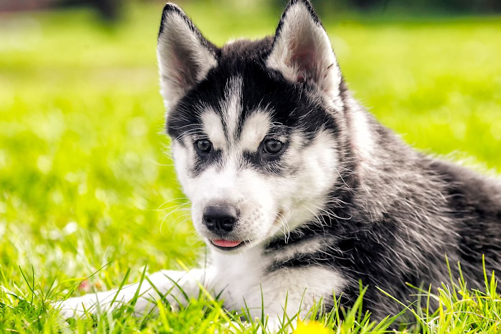 chiot husky
