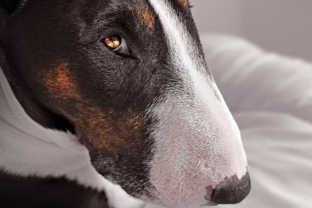 Bull Terrier tricolore