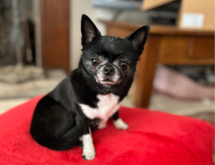 chihahua chien prefere