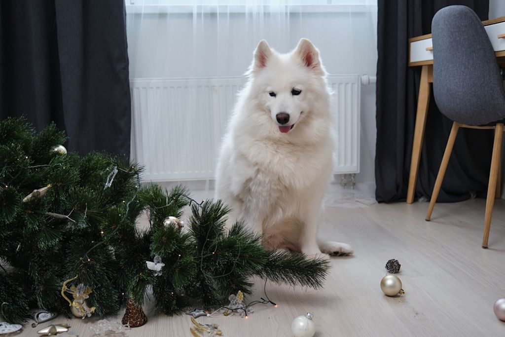 Eine Hundehaftpflicht ist verpflichtend abzuschließen