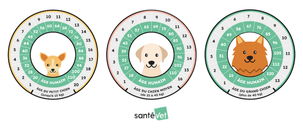 Infographie age chien vs humain