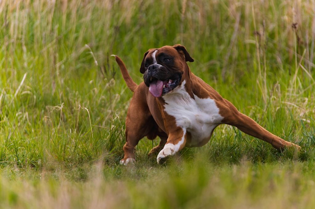 Boxer poseert tussen klaprozen en madeliefjes
