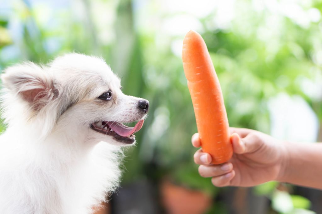 Chien qui mange de la carotte