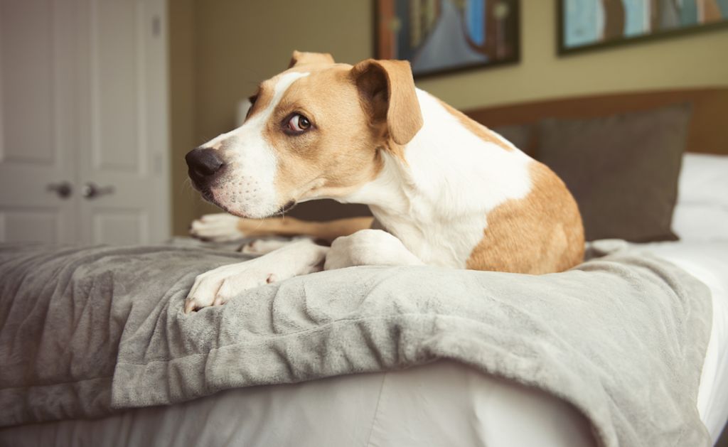 Chronischer Husten: Möglicher Hinweis auf Dirofilariose