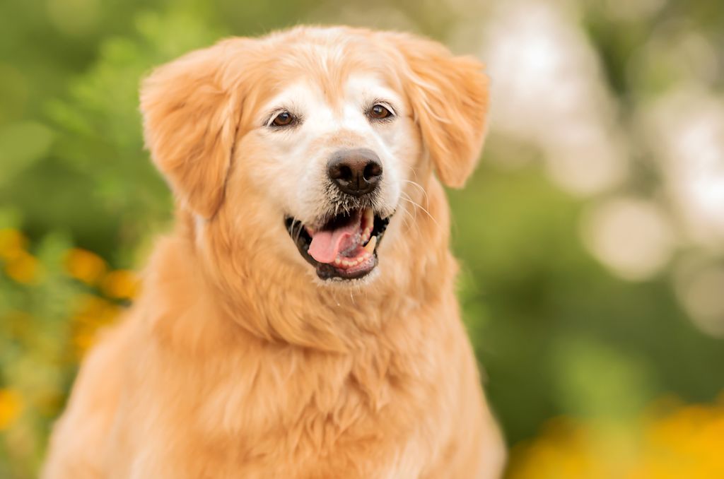 vieux golden retriever lipome