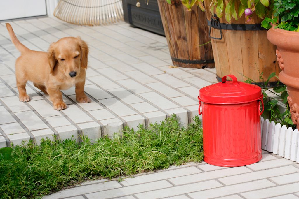 Chiot qui apprend la propreté