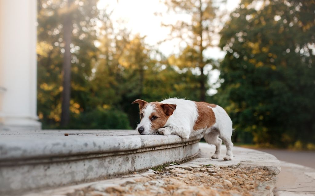 Chien sur une fontaine