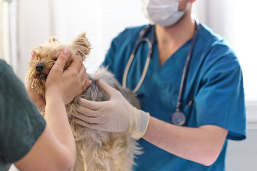 chien examen veterinaire