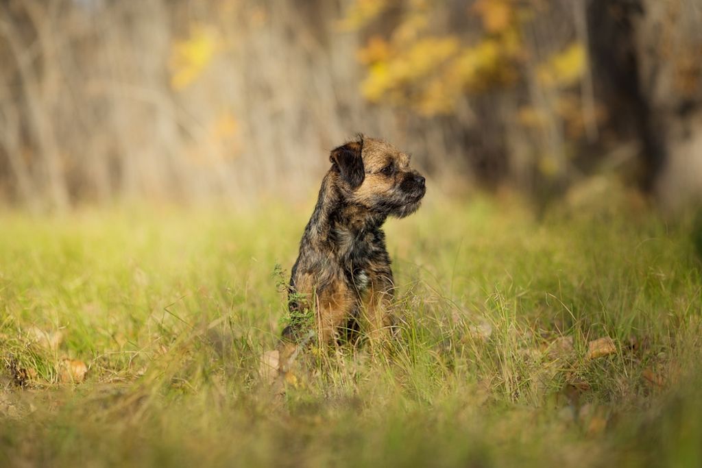 Speelse Border Terrier in herfstbos