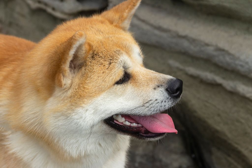 Akita en été