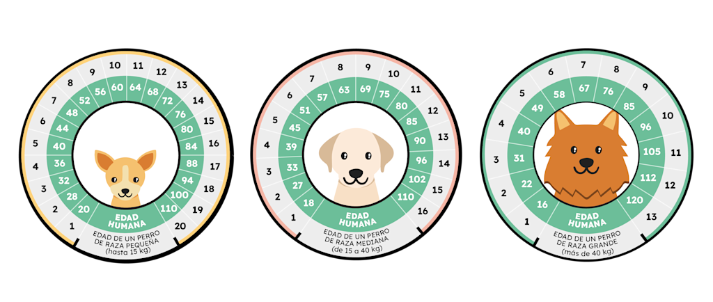 edad de los perros