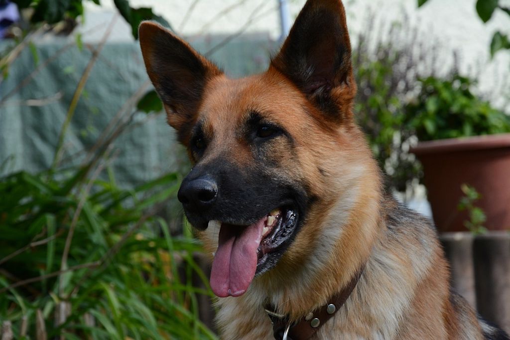 berger allemand noir et feu