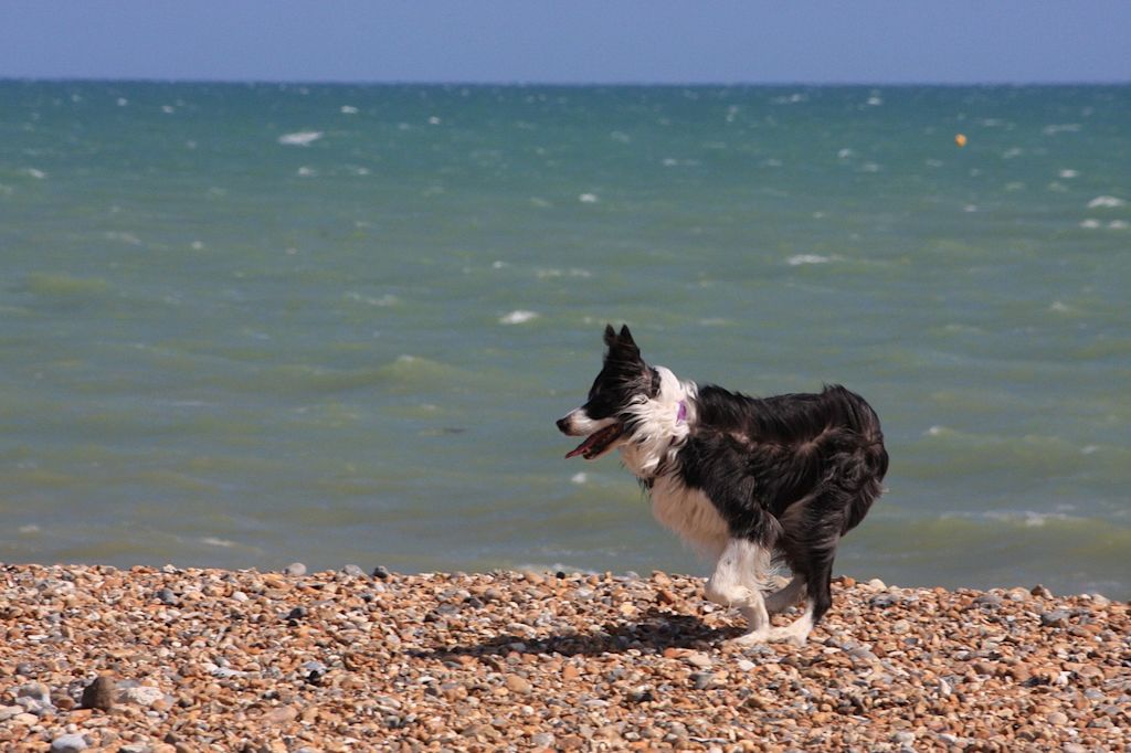 border collie plage