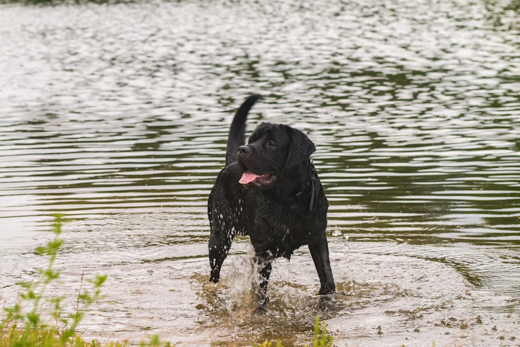 labrador joueur