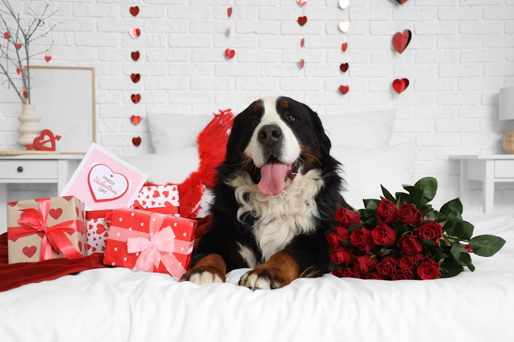 Franse Bulldog met hartjesdiadeem en cadeau