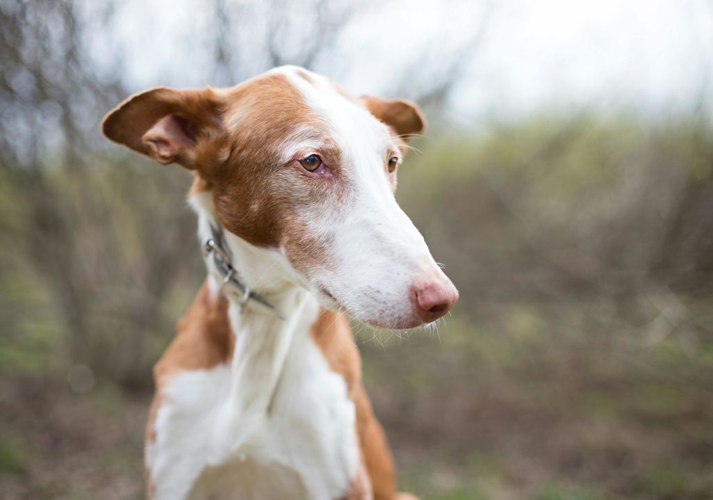 Podenco