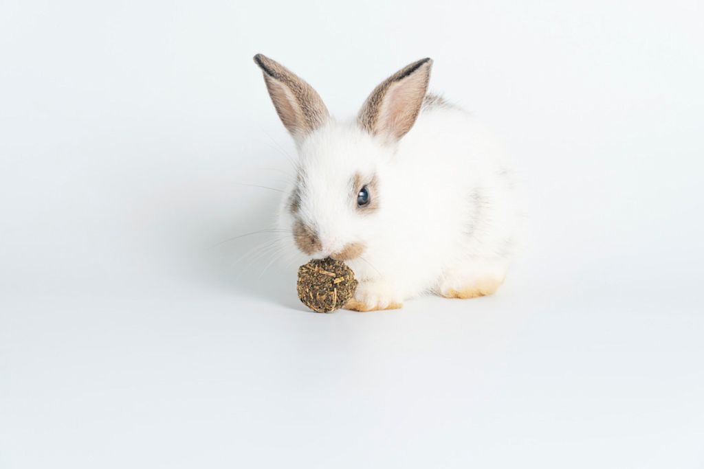 petit lapin et sa friandise