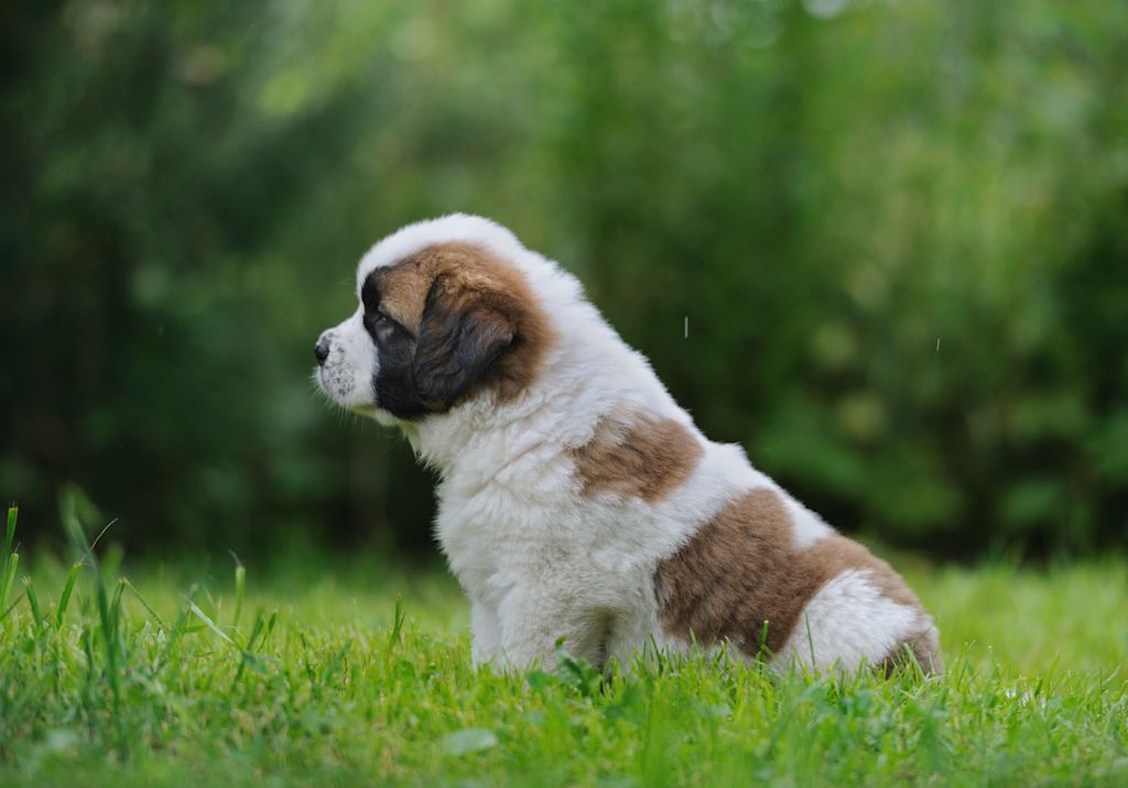 mignon chiot saint bernard