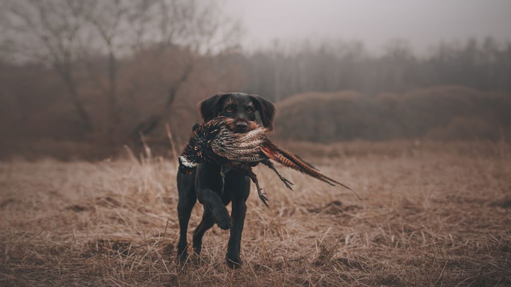 Ein Arbeits- und Jagdhund