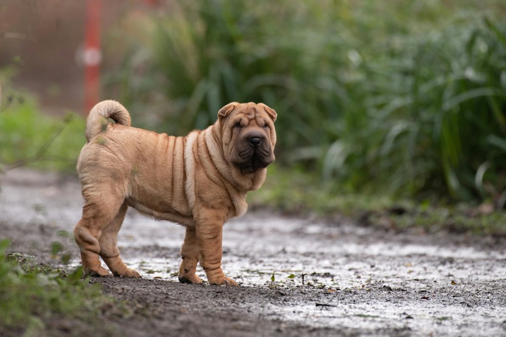 Shar Pei