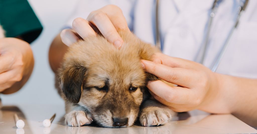 chiot consultation veterinaire