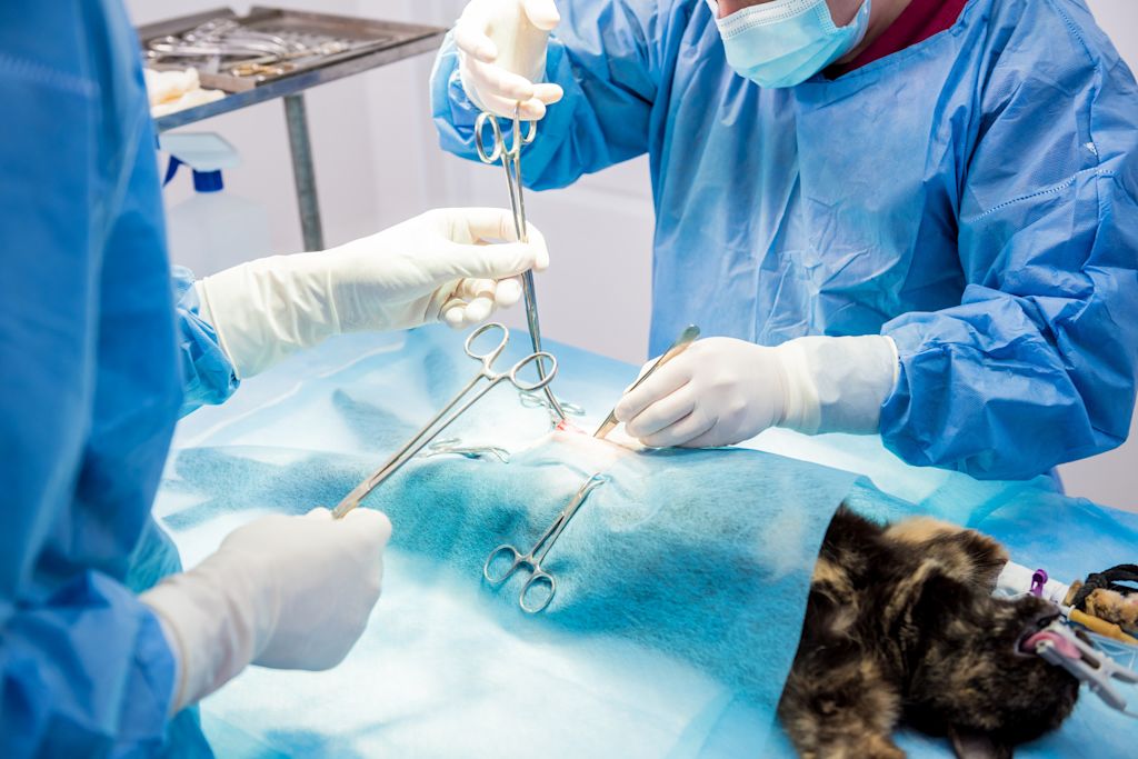 sterilisation du chat