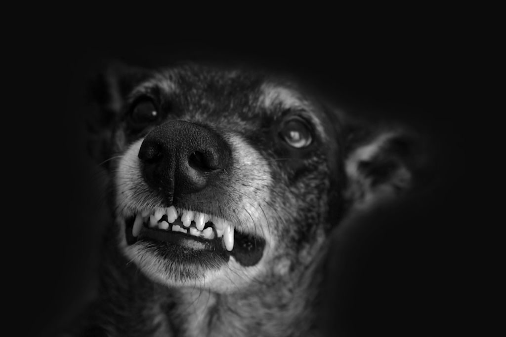 Chien agressif
