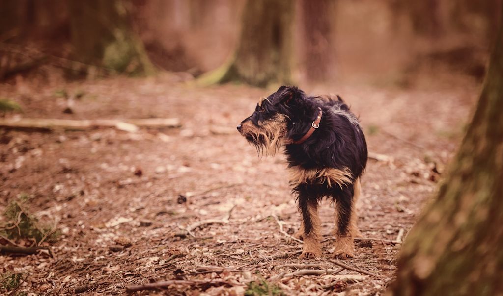 jagd terrier dans les bois