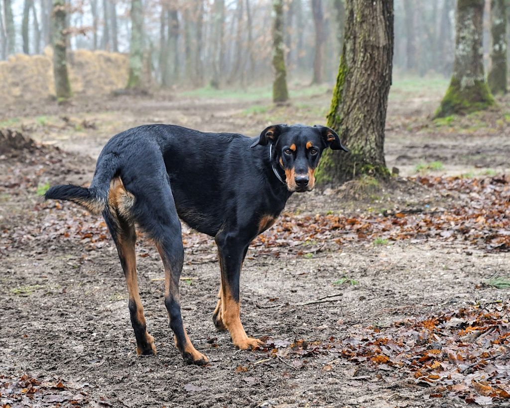 beauceron