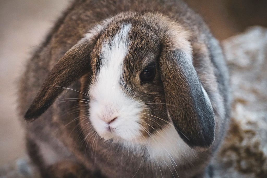 lapin nain bélier marron et blanc