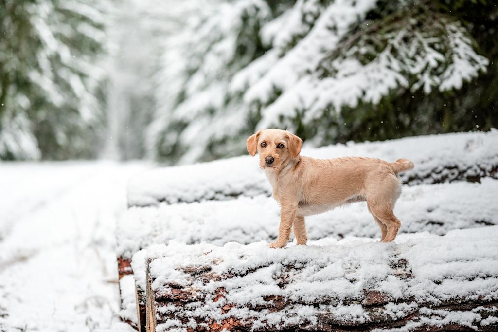 Chien dans la neige