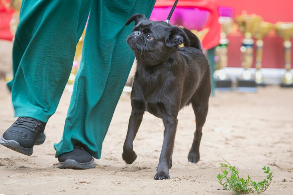 Wandelen met een petit brabançon