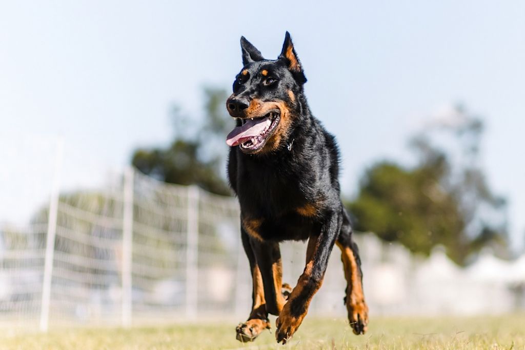 Beauceron rent op het gras