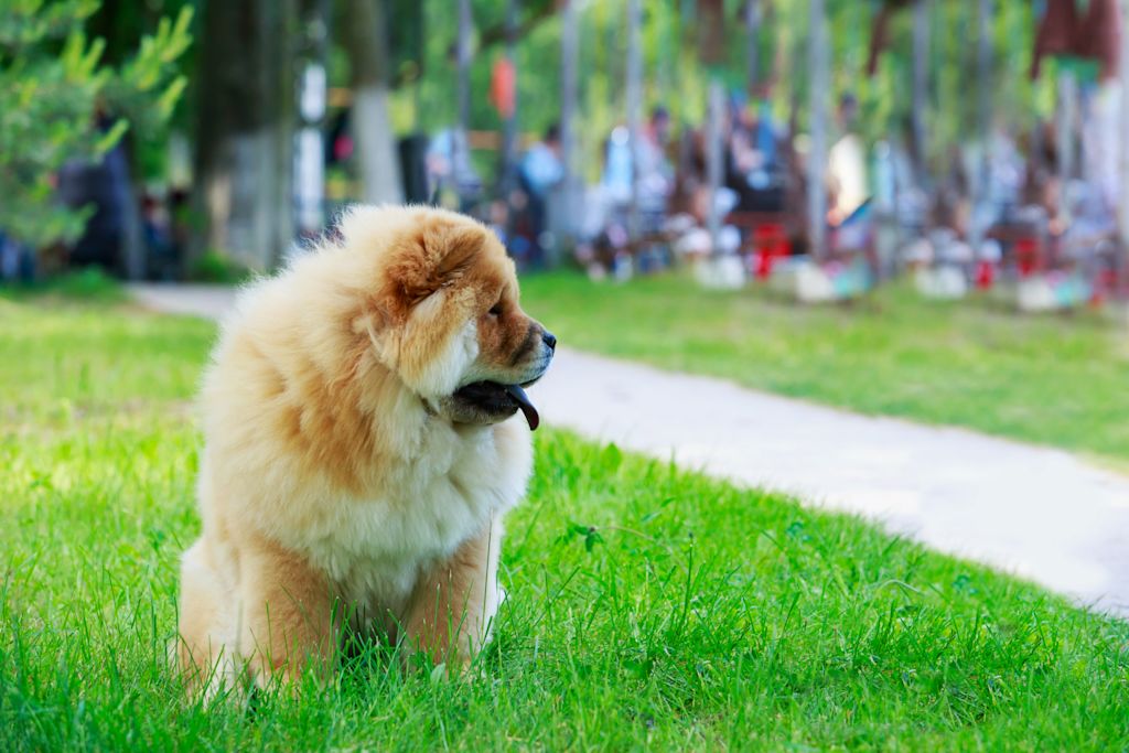le chow-chow