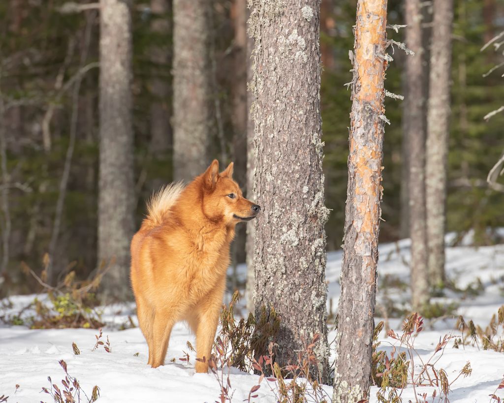 spitz finlandais