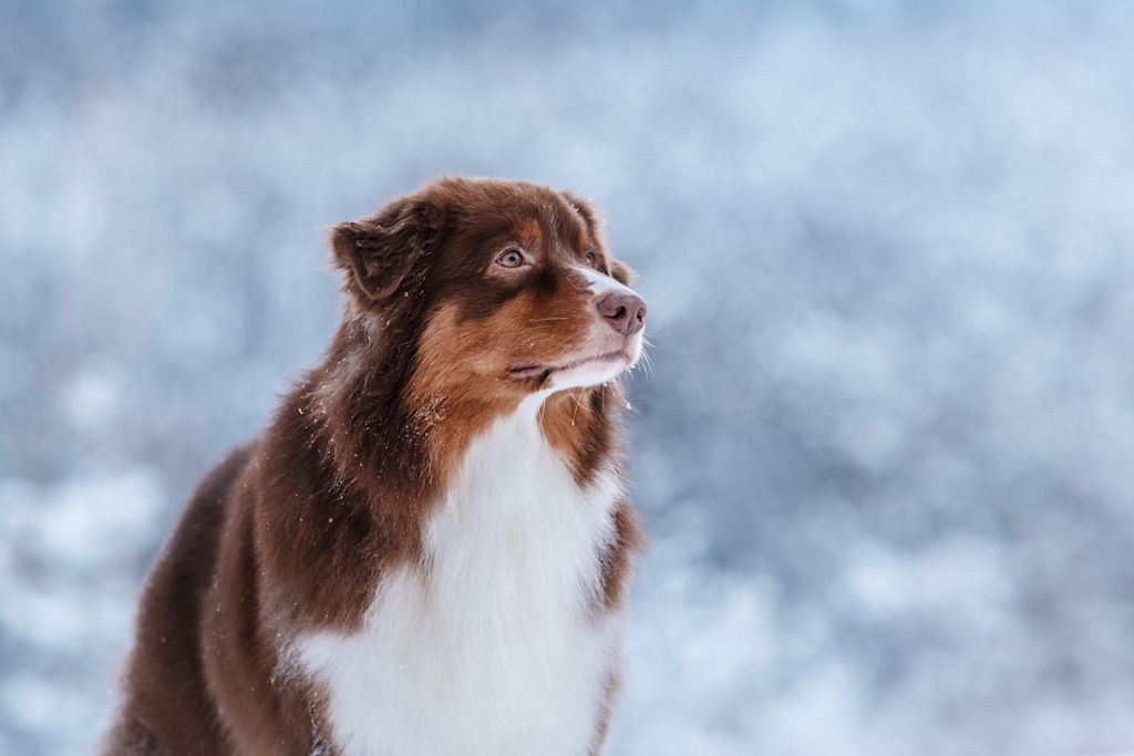 Le berger australien